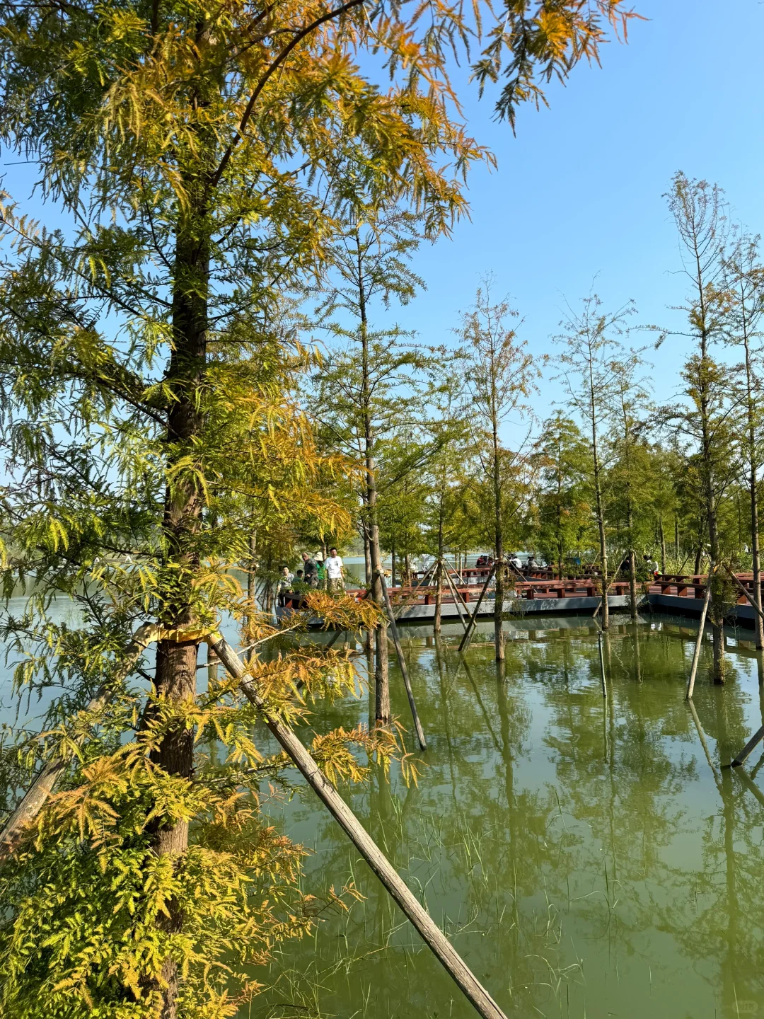 深圳的漂亮公园-1