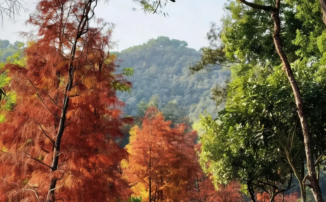 深圳 1h 直达！8km 轻徒步 + 非遗菊花宴
