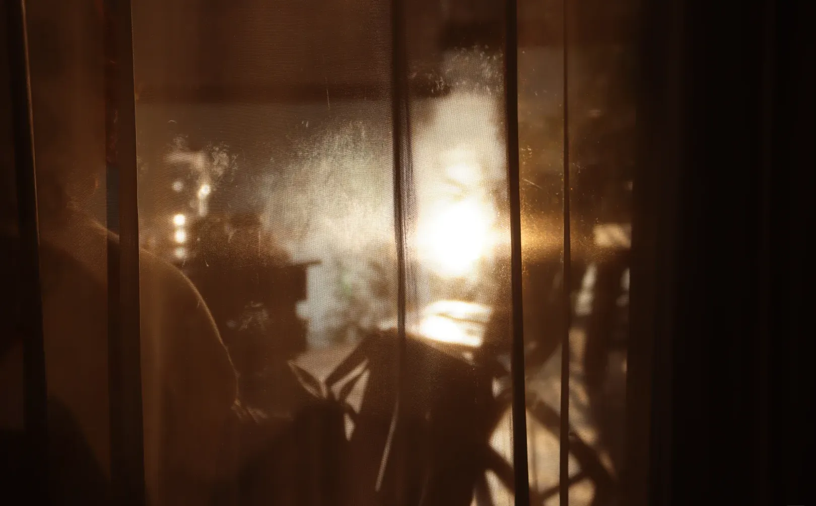 在深圳梧桐岛，拍了一群园宠