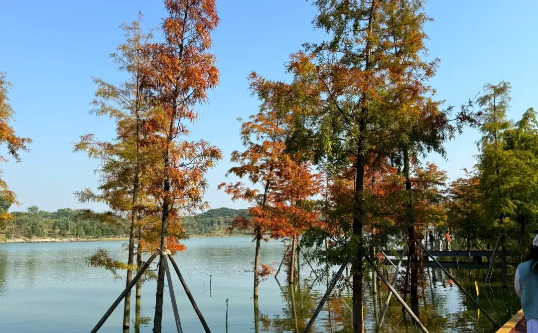 深圳的漂亮公园-1