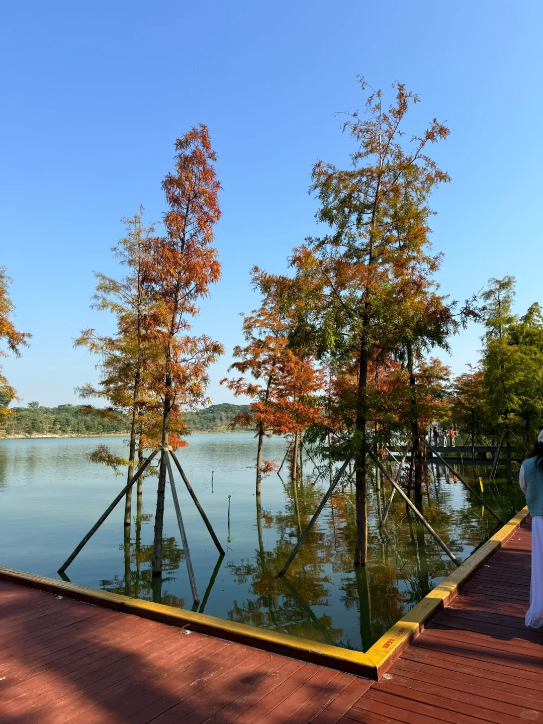 深圳的漂亮公园-1