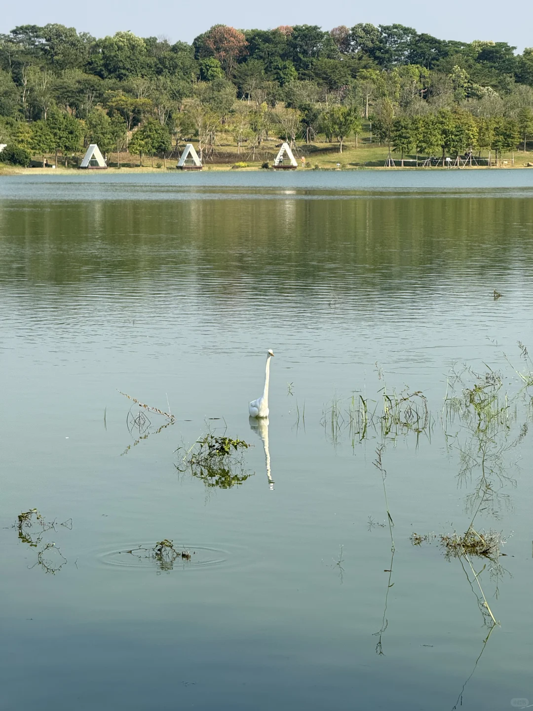 深圳的漂亮公园-1