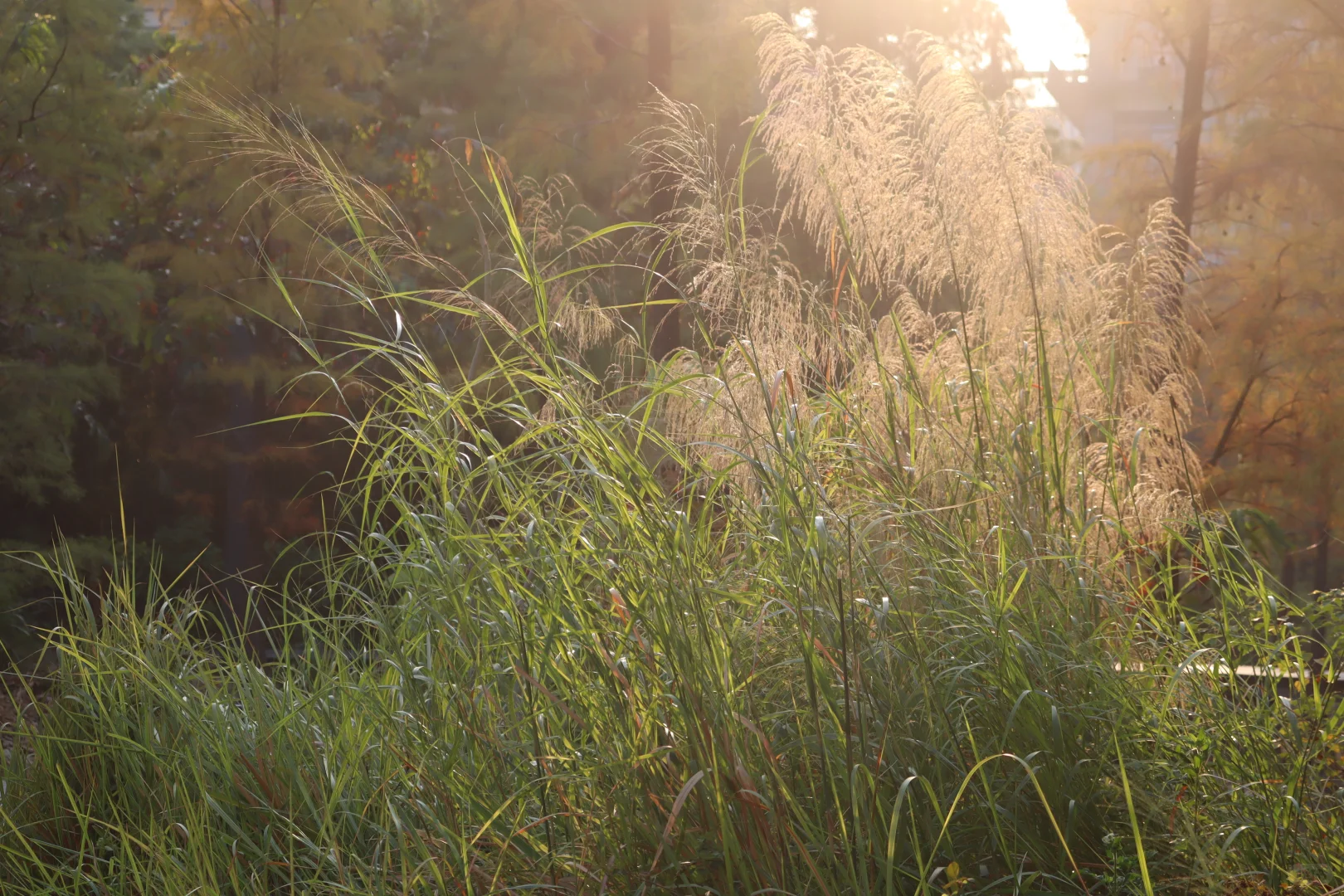 在深圳梧桐岛，拍了一群园宠