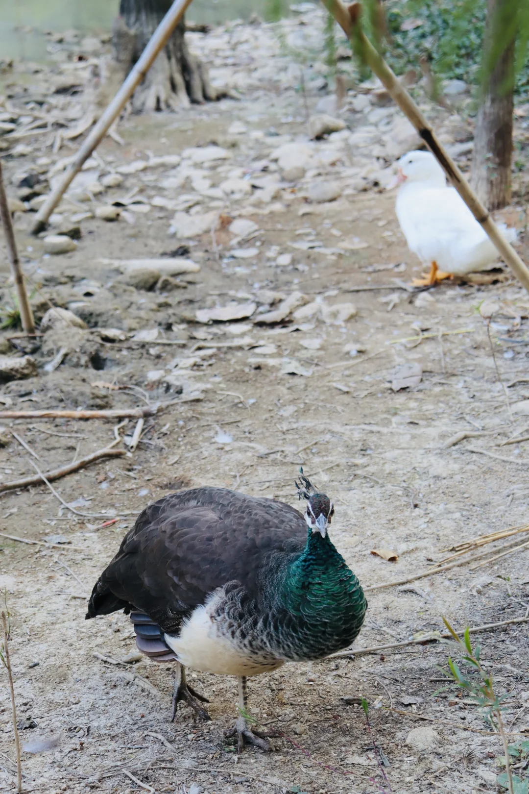 在深圳梧桐岛，拍了一群园宠