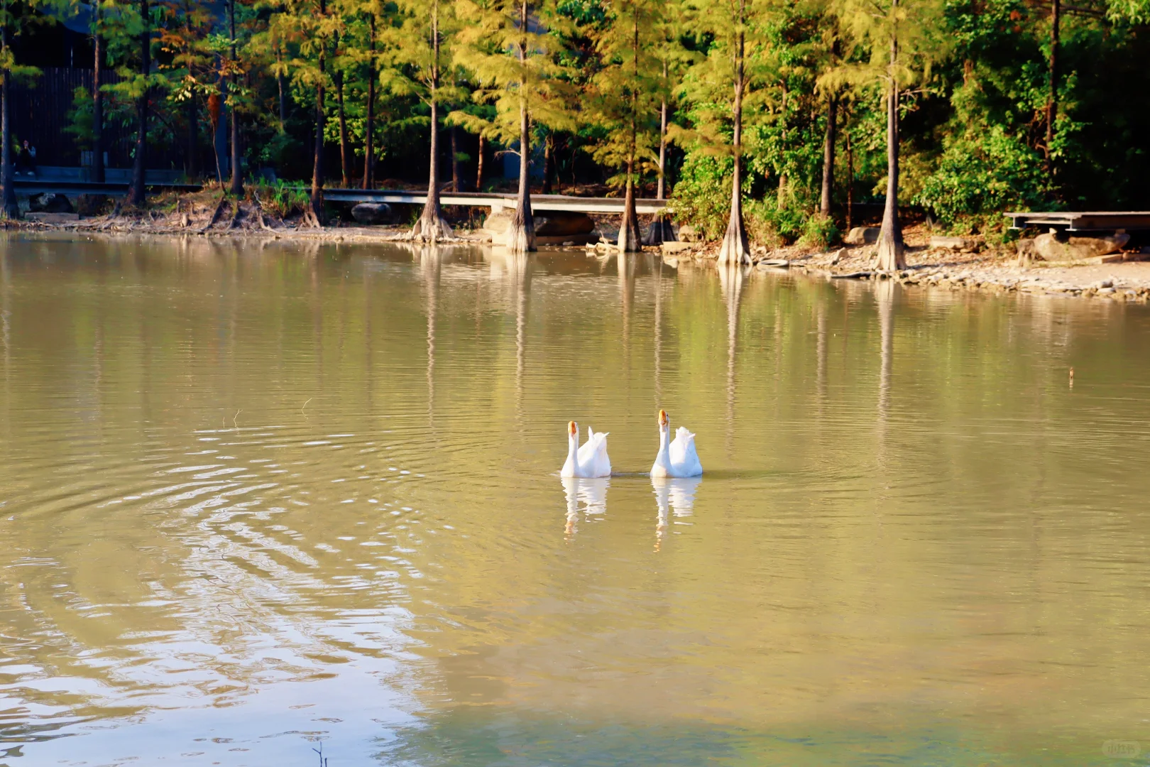 在深圳梧桐岛，拍了一群园宠