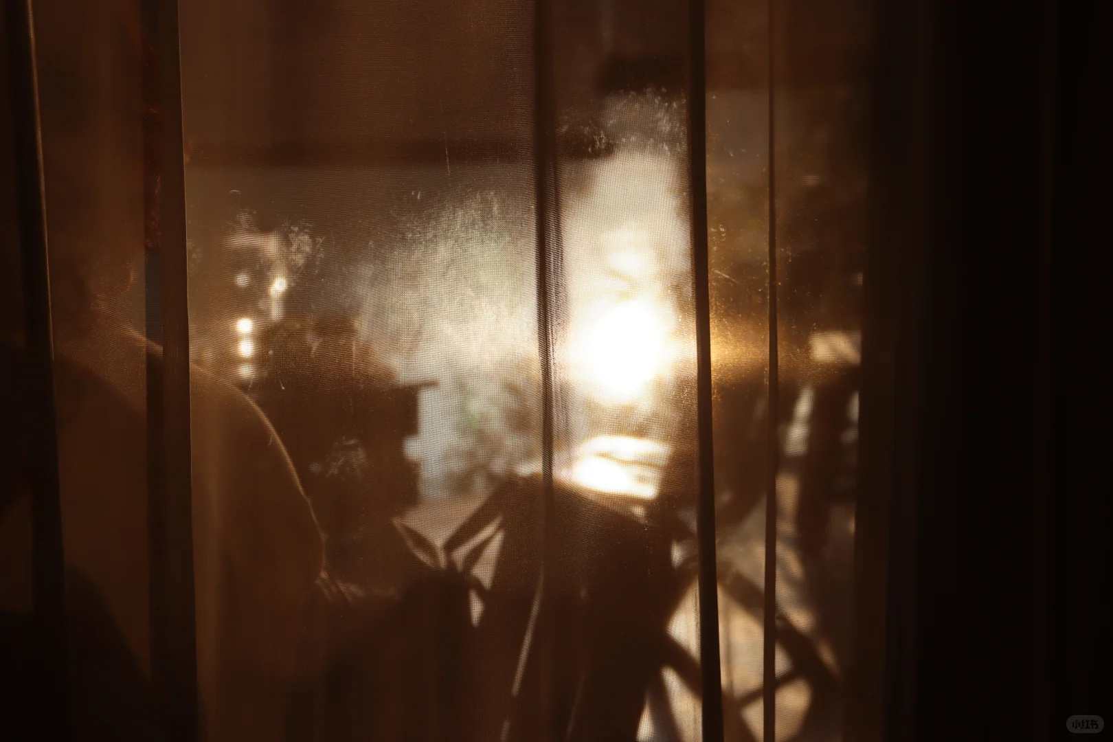 在深圳梧桐岛，拍了一群园宠