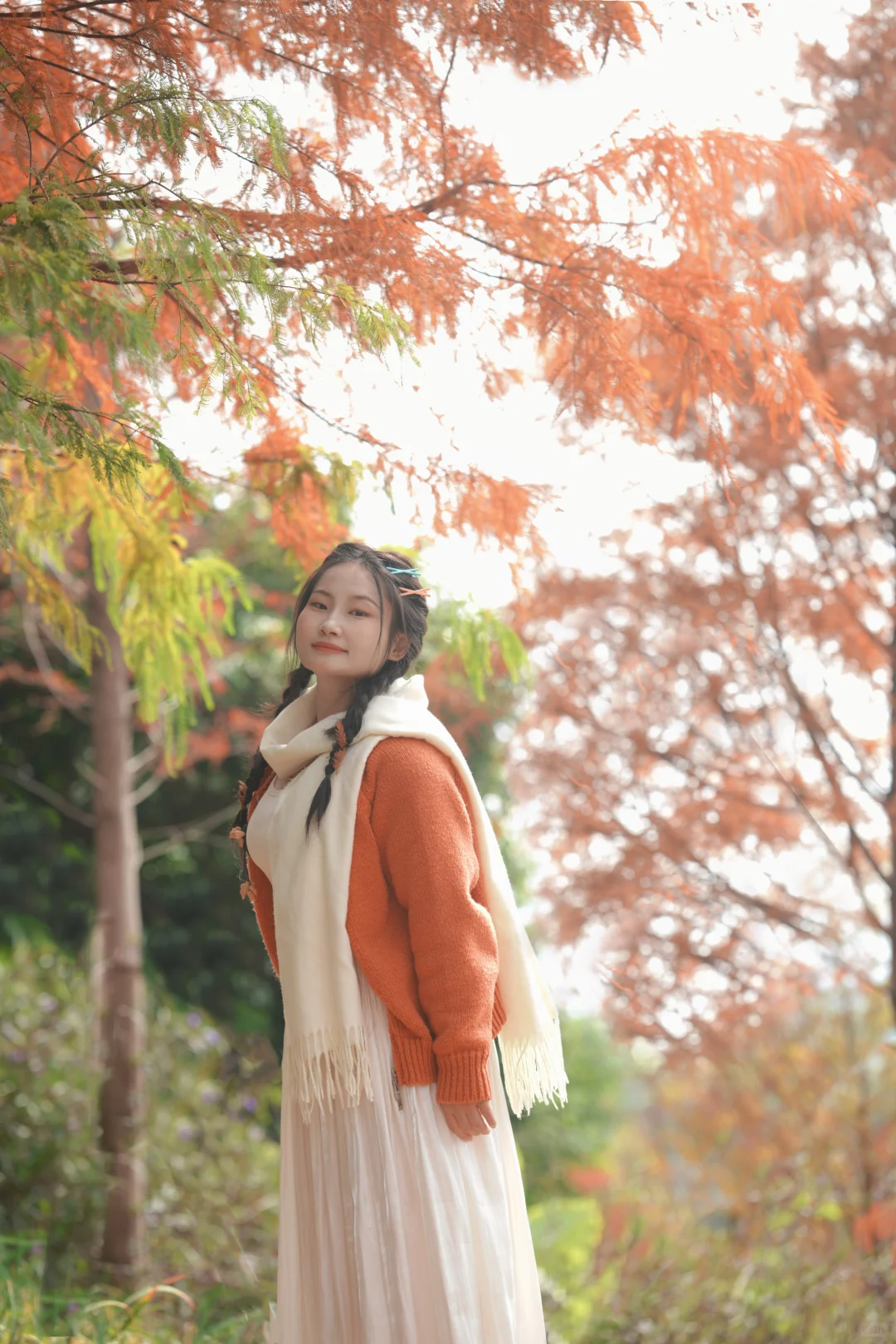 写意三河 落羽杉红了