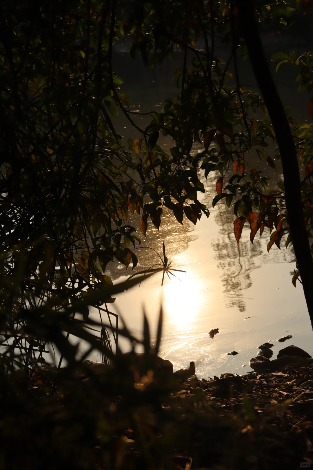 在深圳梧桐岛，拍了一群园宠
