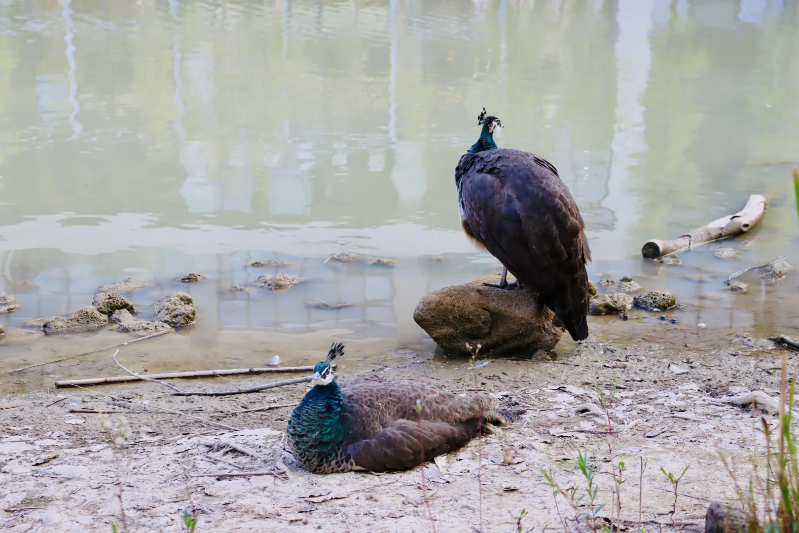 在深圳梧桐岛，拍了一群园宠