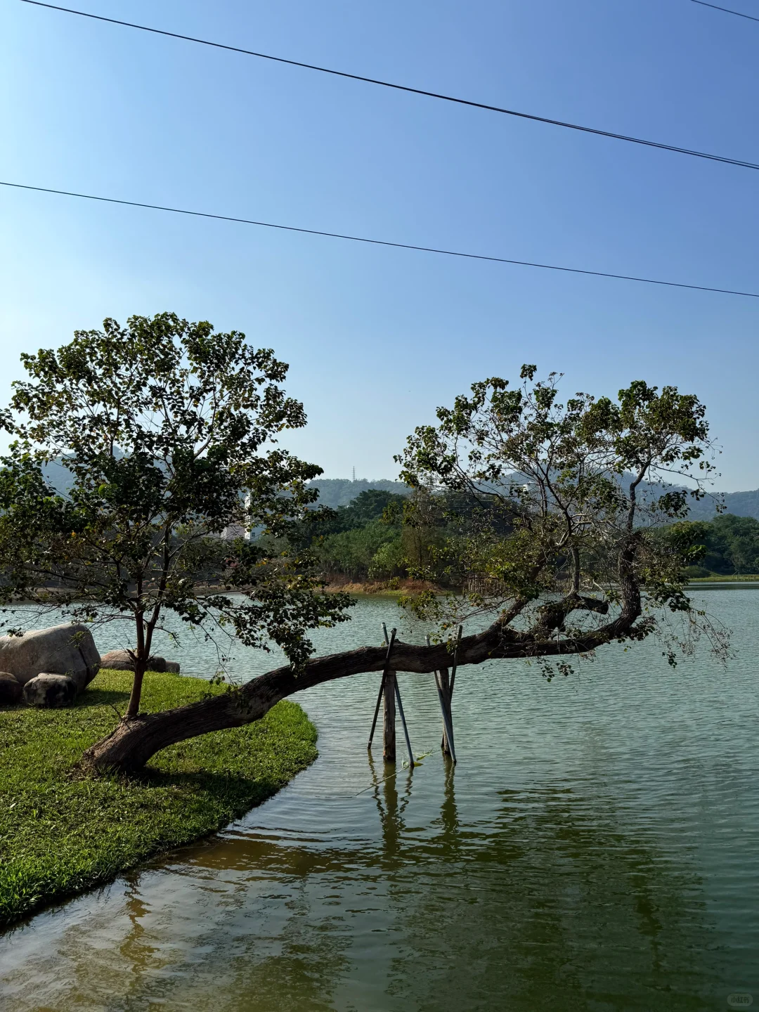 深圳的漂亮公园-1