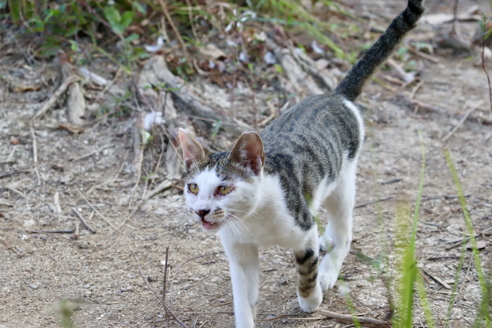 在深圳梧桐岛，拍了一群园宠
