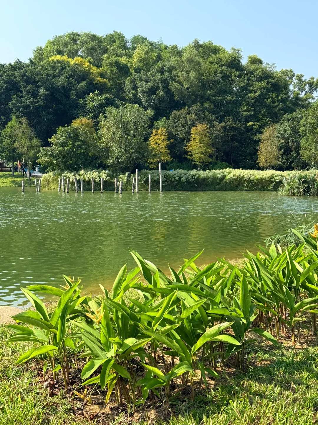 深圳的漂亮公园-1