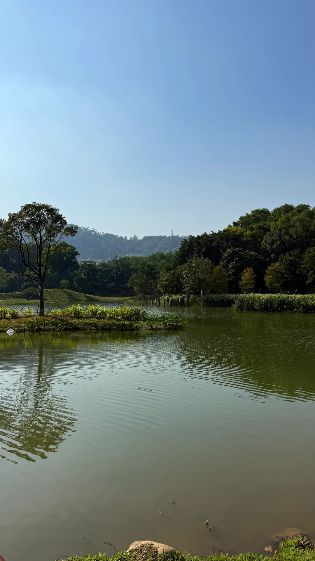 深圳的漂亮公园-1