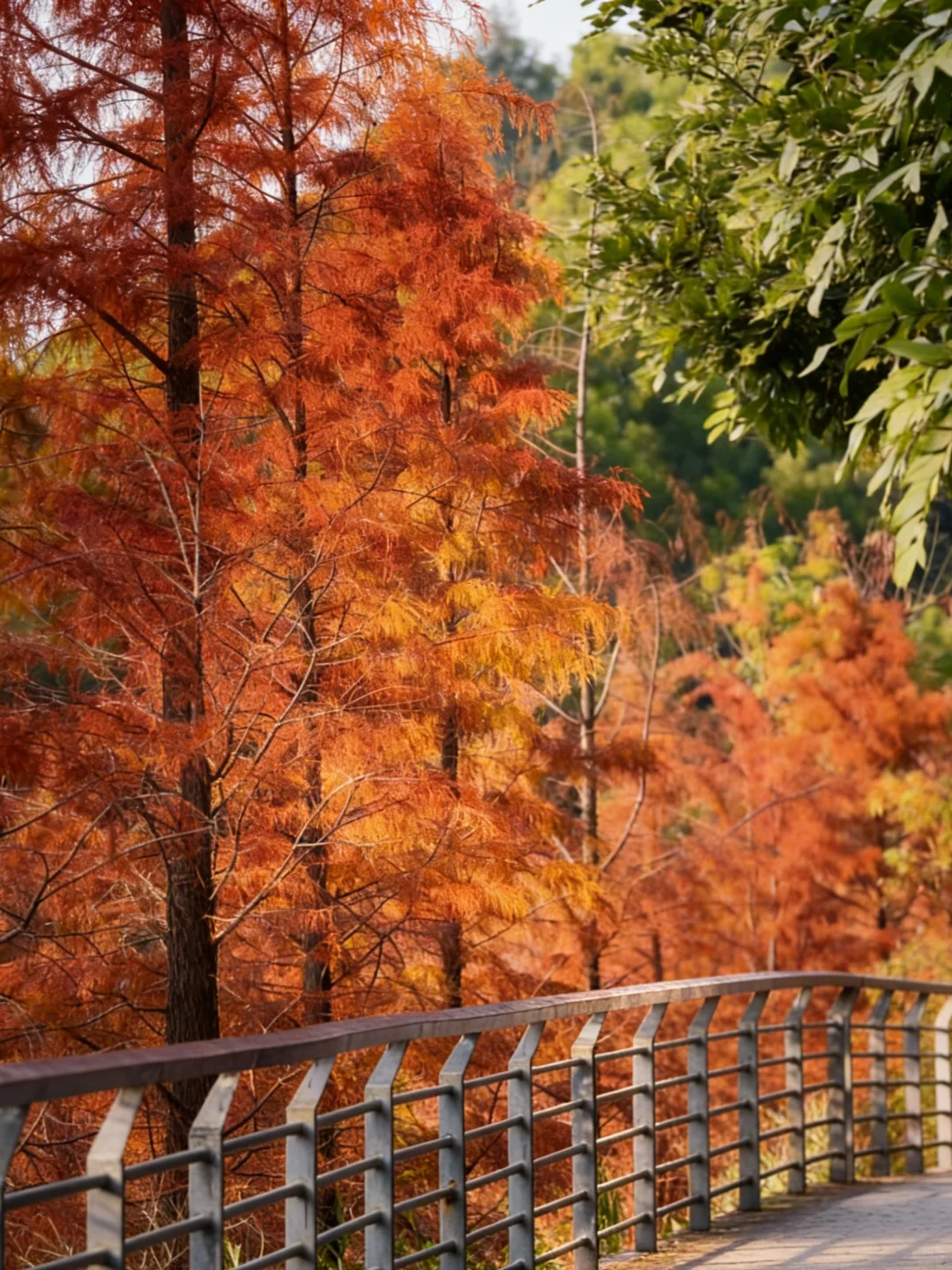 深圳 1h 直达！8km 轻徒步 + 非遗菊花宴