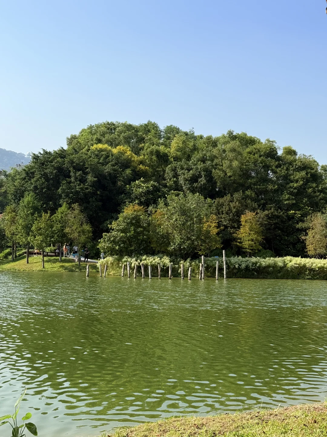 深圳的漂亮公园-1