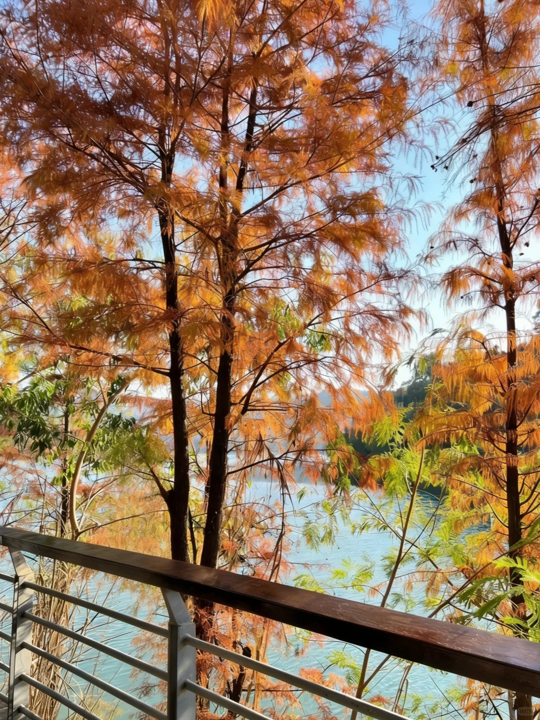 深圳 1h 直达！8km 轻徒步 + 非遗菊花宴