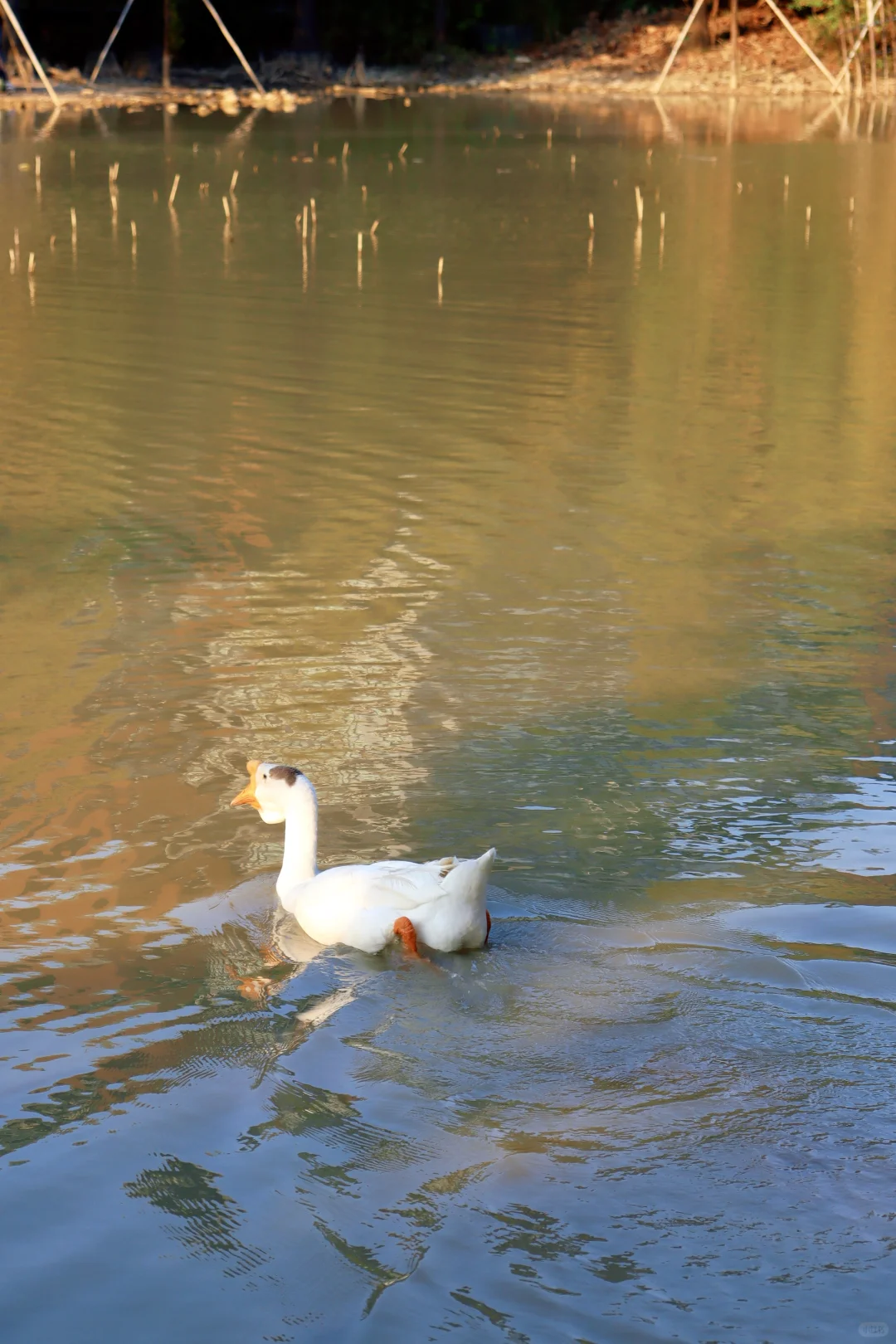 在深圳梧桐岛，拍了一群园宠