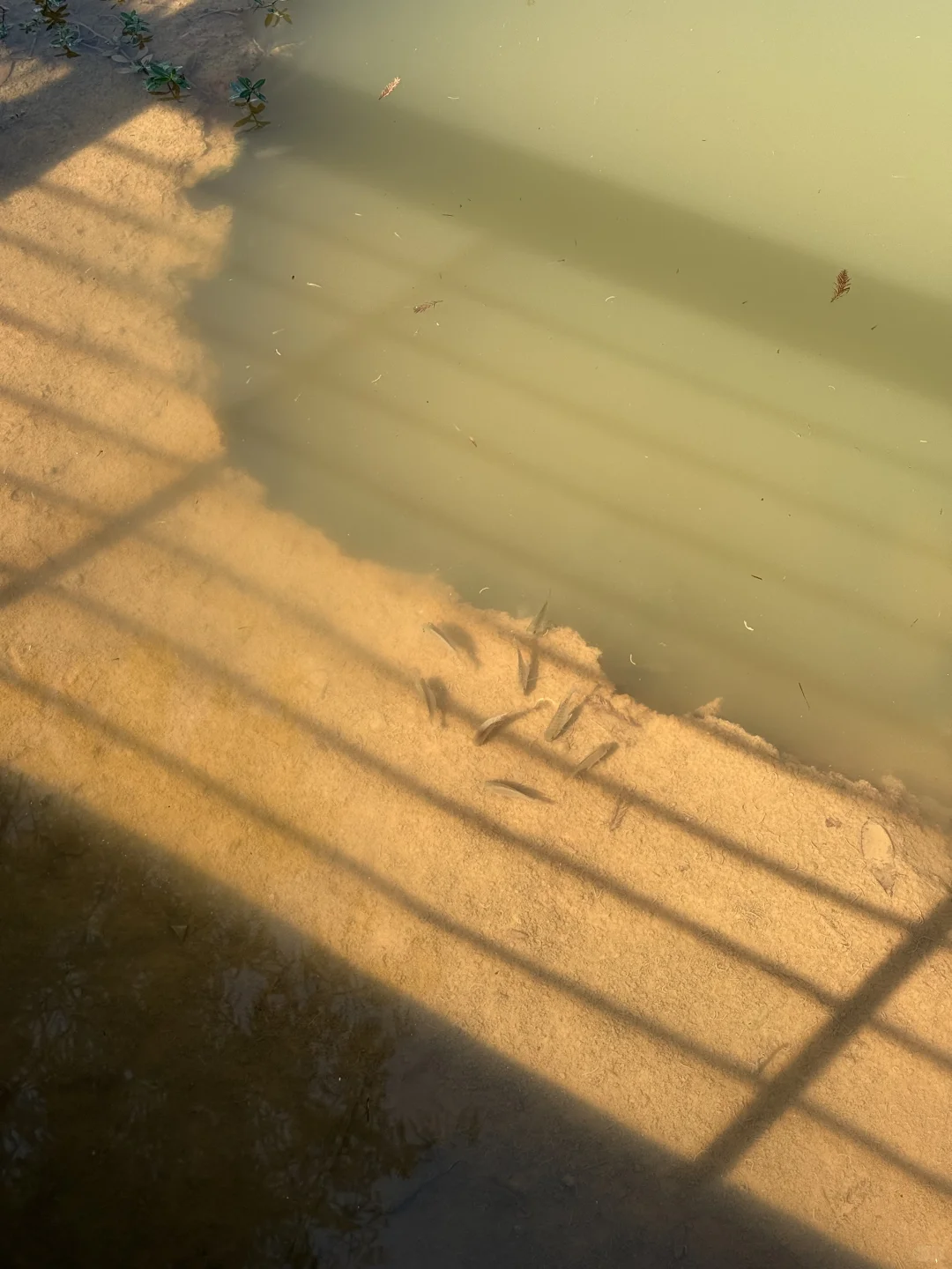 深圳的漂亮公园-1