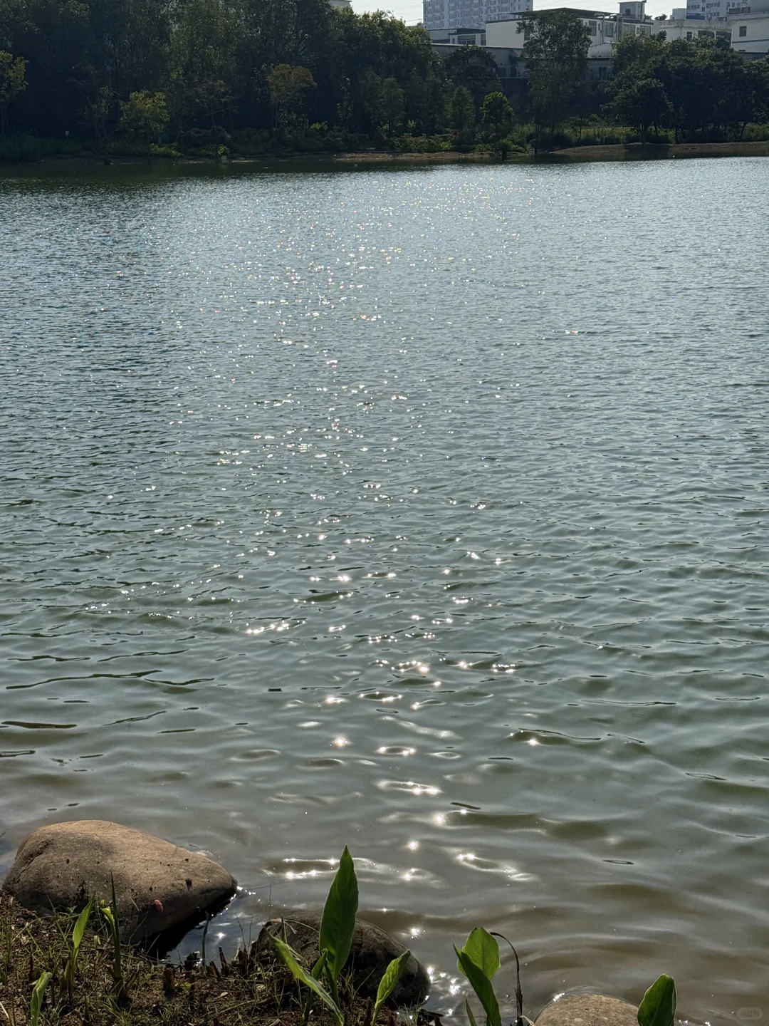 深圳的漂亮公园-1