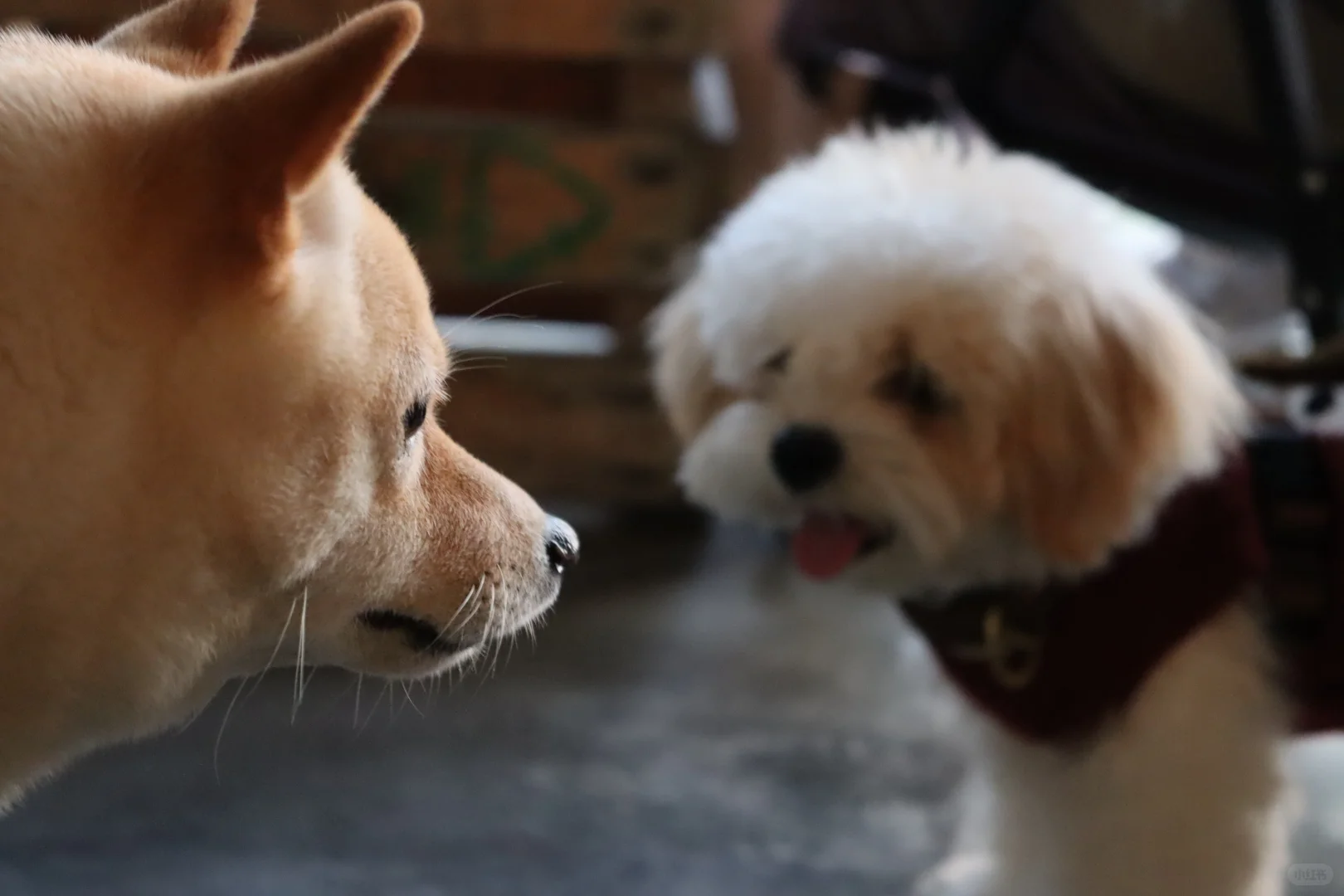 在深圳梧桐岛，拍了一群园宠