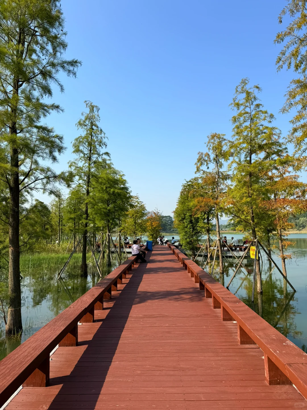 深圳的漂亮公园-1