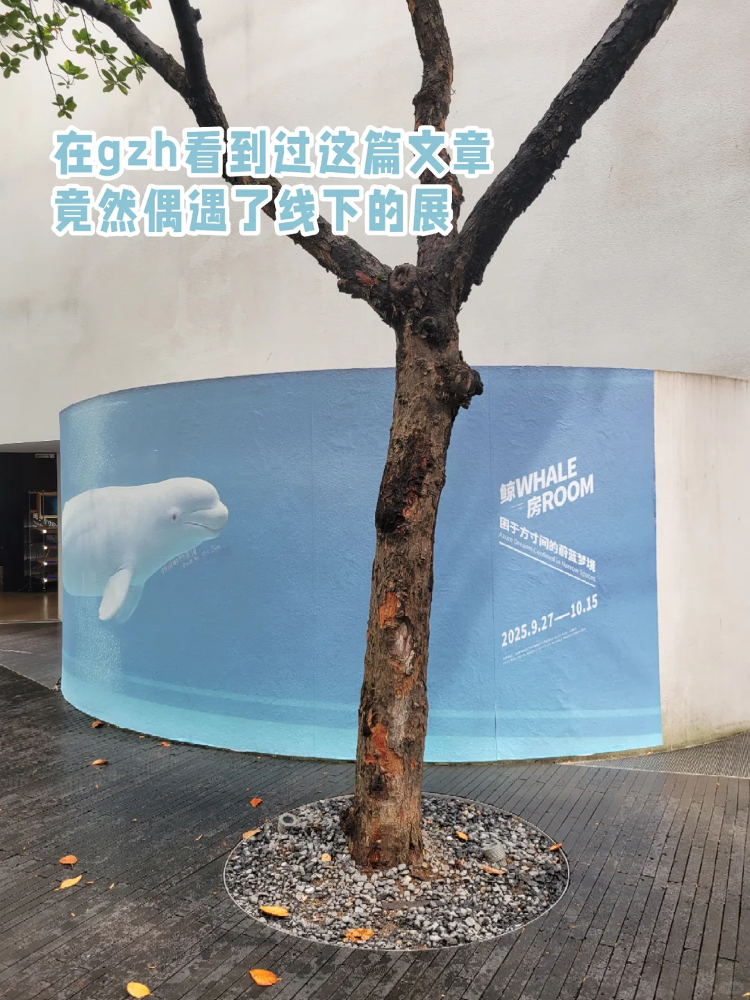 ✈️ 出差党深圳一日游逛吃路线