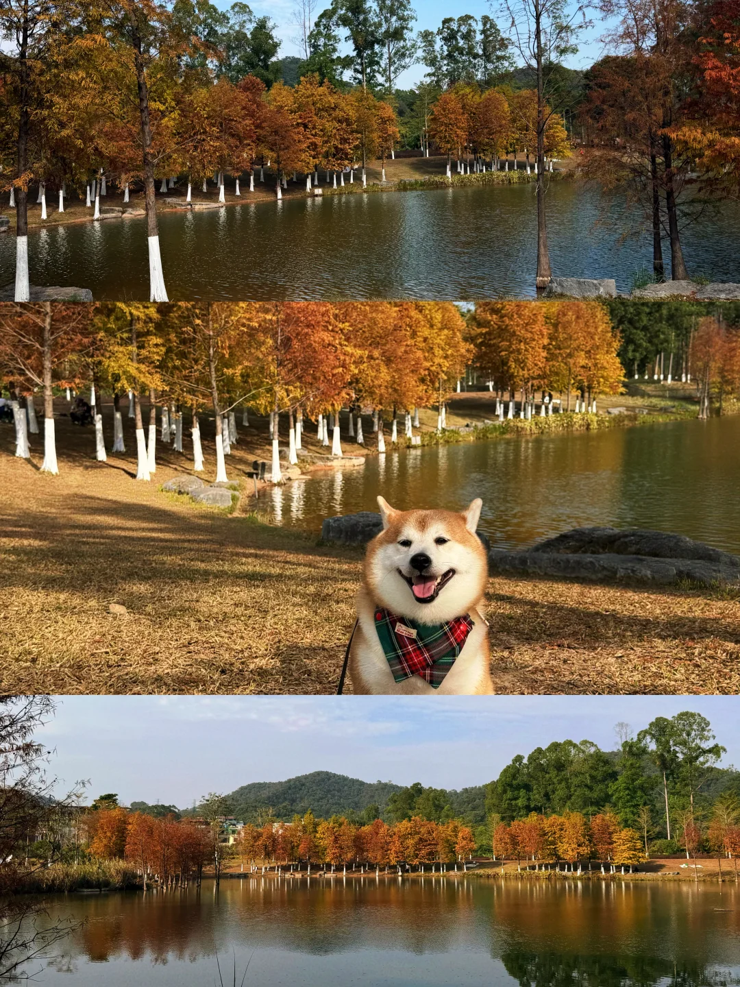东莞落羽杉红了🍂