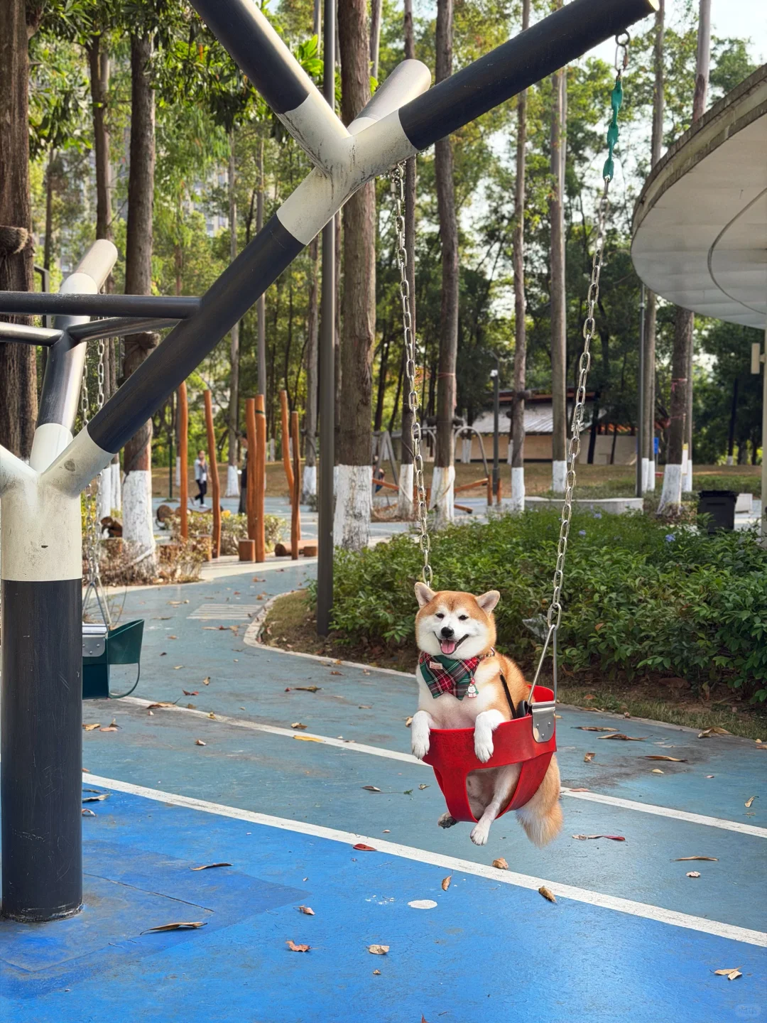 东莞落羽杉红了🍂