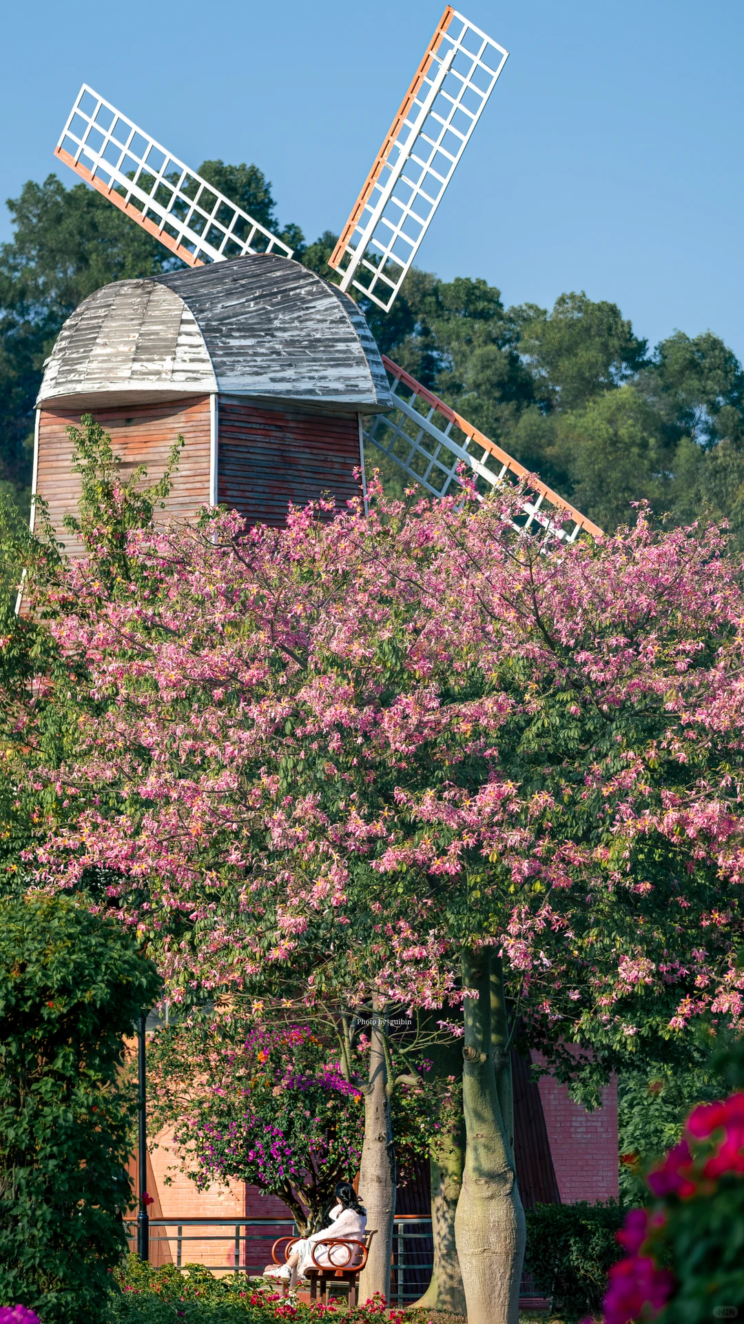 东莞植物园|再不来真的要等明年了