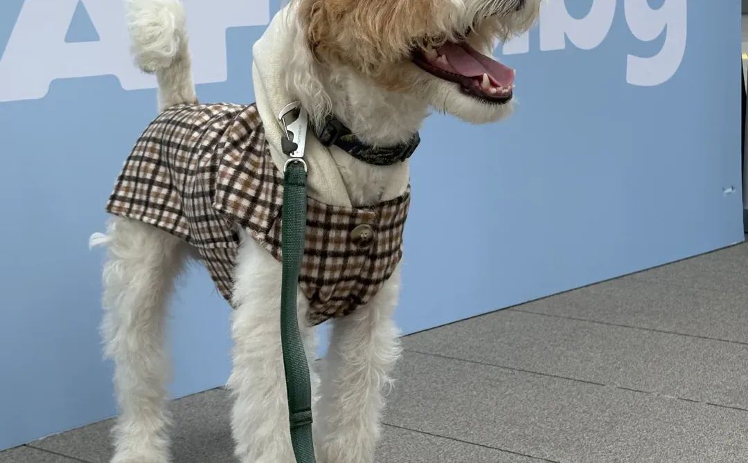 深圳猫朋狗友活动丨AFbaby户外生活节