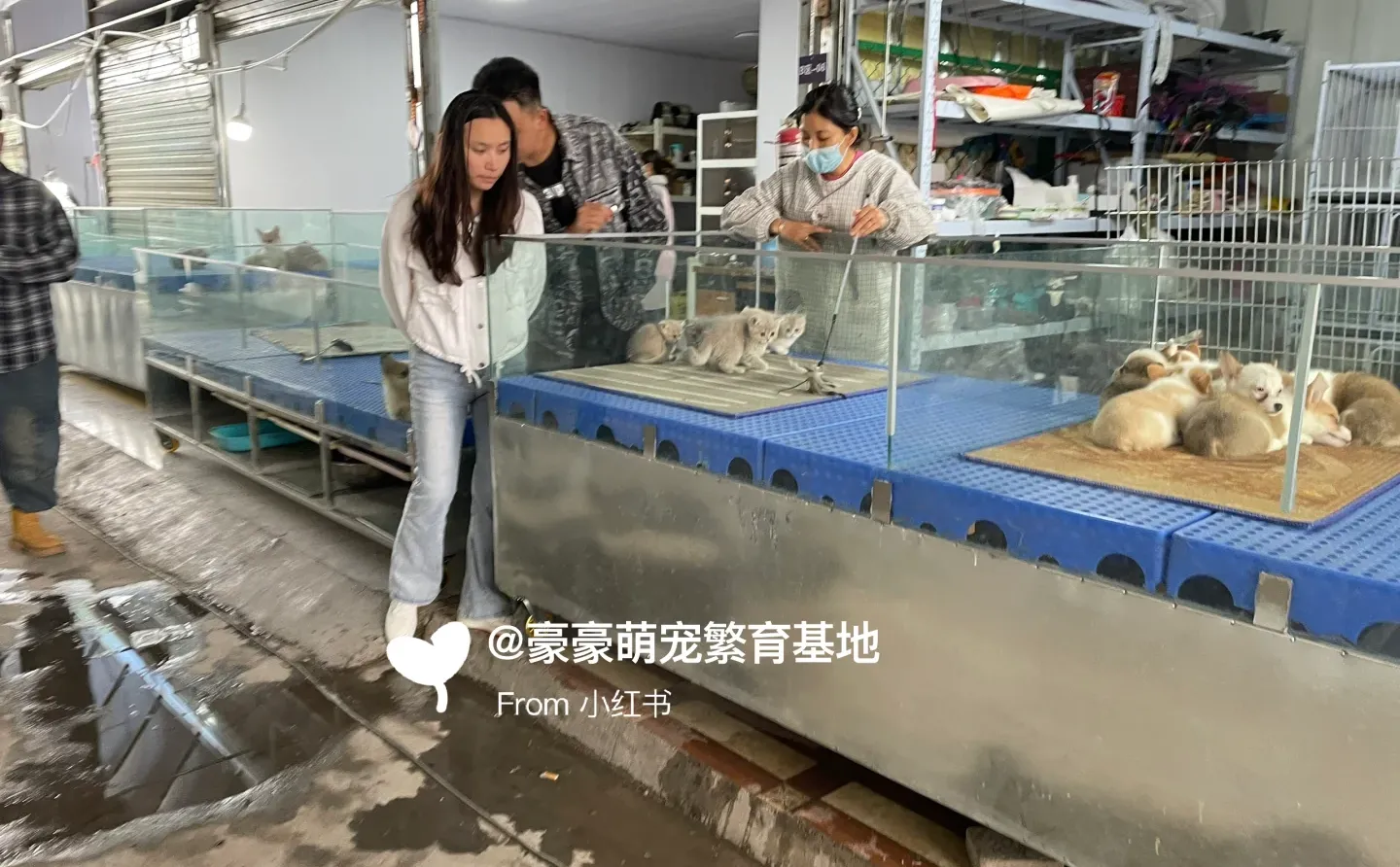 东莞大型宠物市场推荐，猫狗一只也是批发价