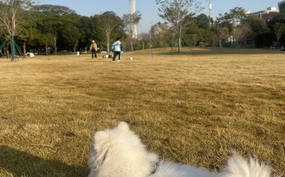 广州塔下的团团号