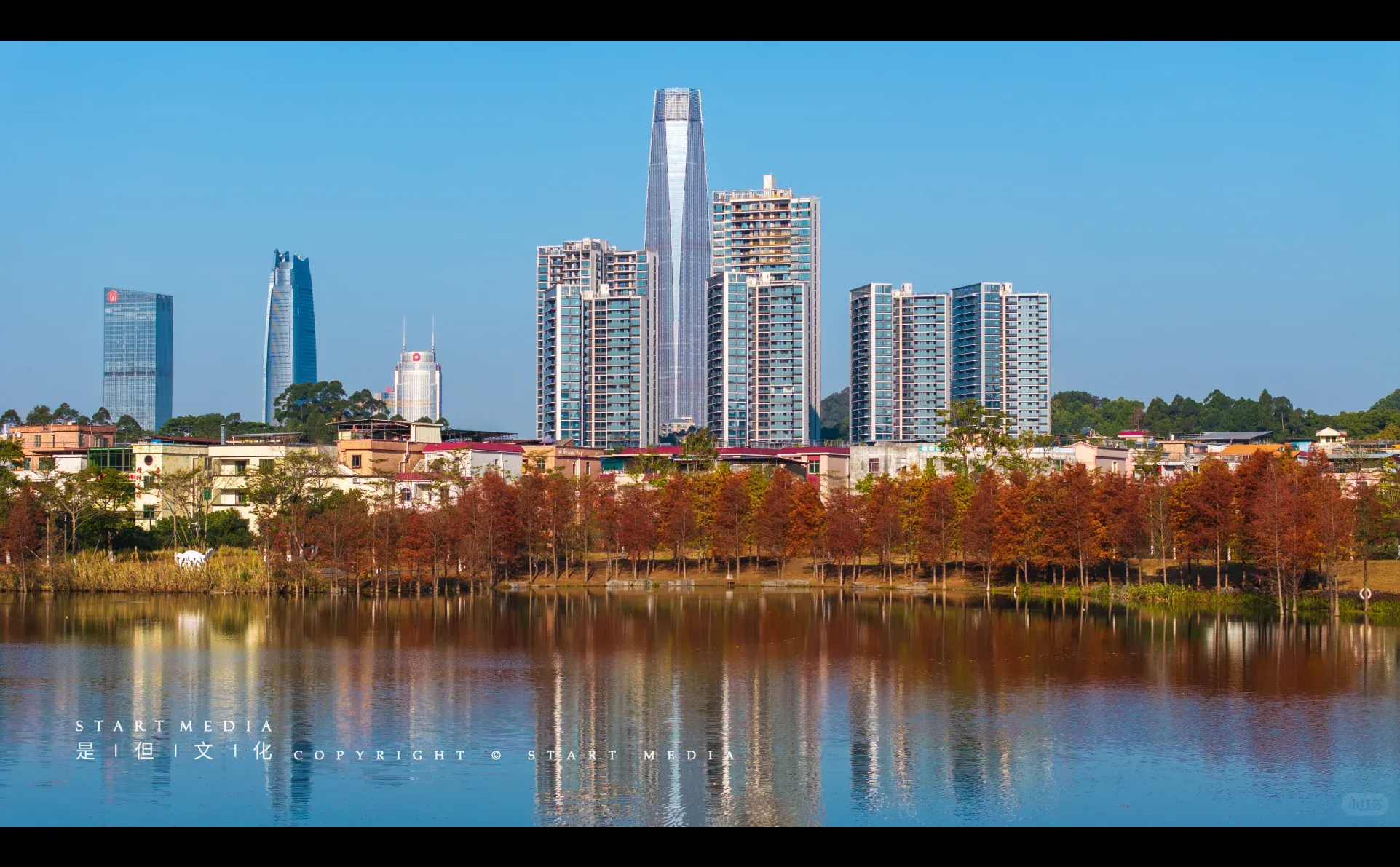 东莞香遇走廊公园的落羽杉