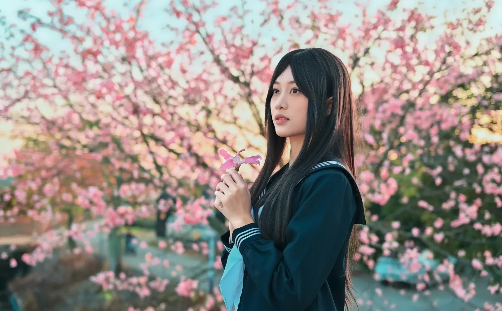 也是赶上异木棉末班车了