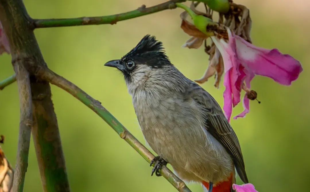 东莞植物园|再不来真的要等明年了