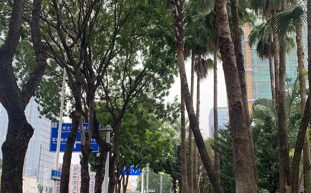 突然发现东莞的街道也很美