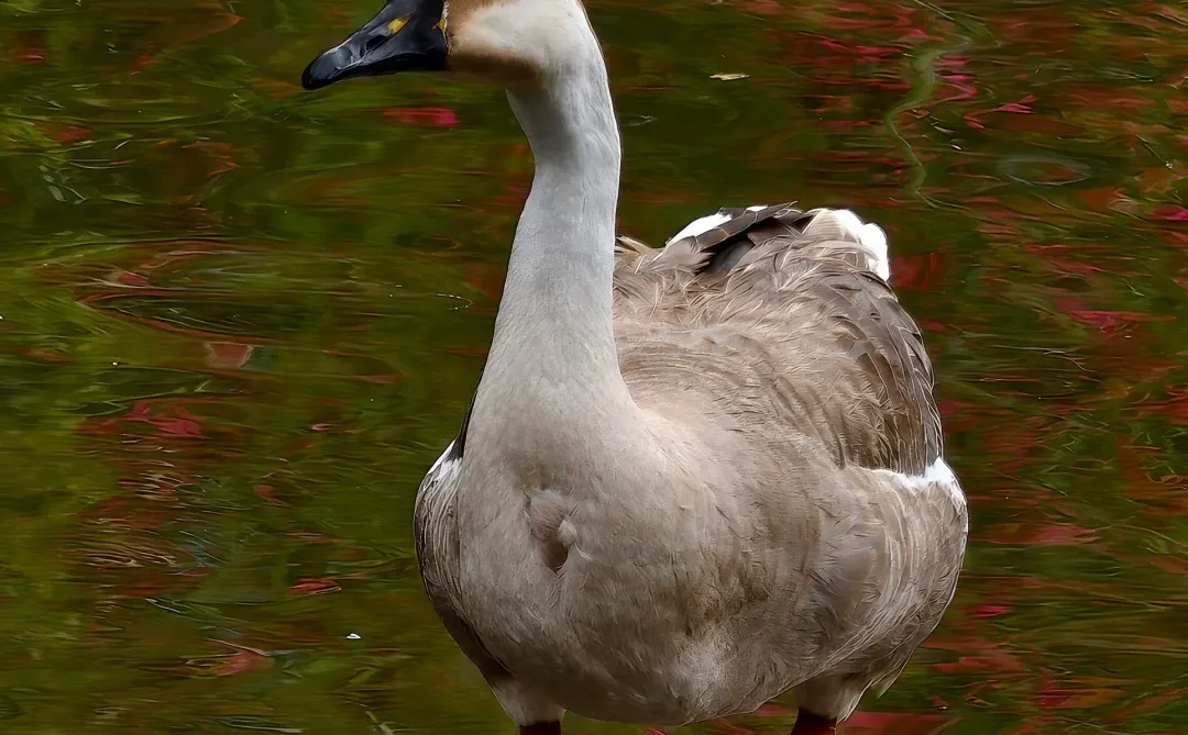 东莞莞城一日行Citywalk路线‼️不走回头路
