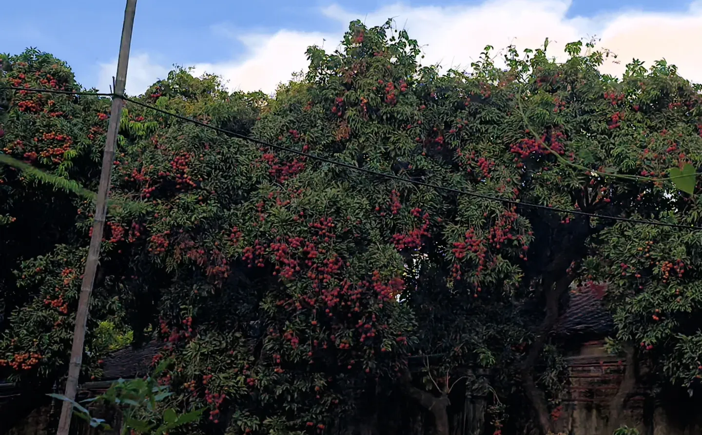 东莞横沥的宝藏荔枝园💗5元1斤！！！