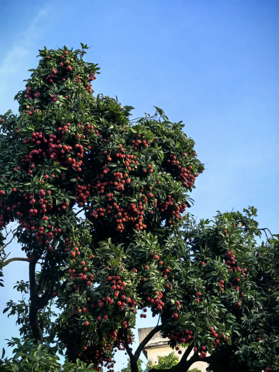 东莞横沥的宝藏荔枝园💗5元1斤！！！