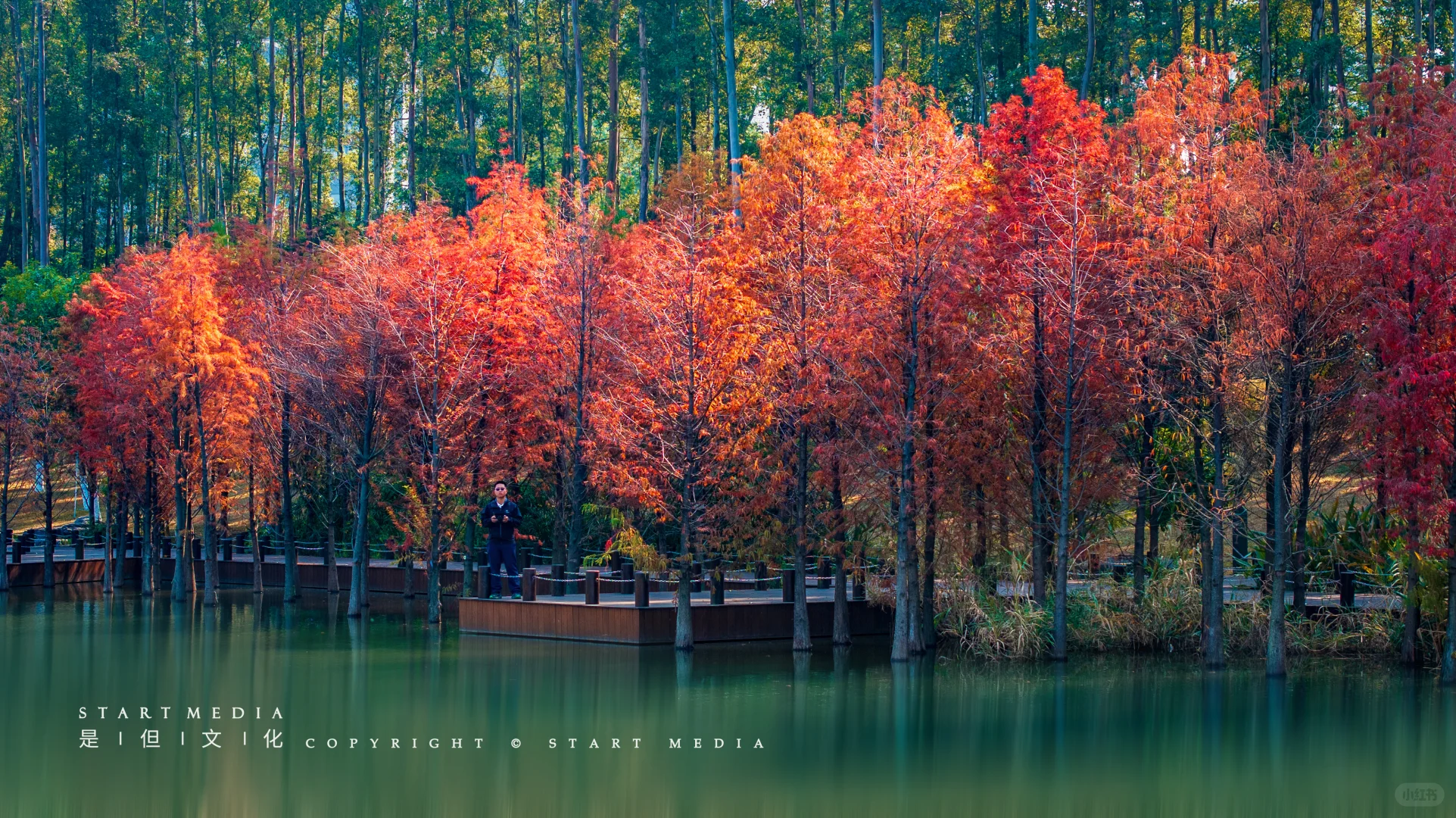 东莞香遇走廊公园的落羽杉