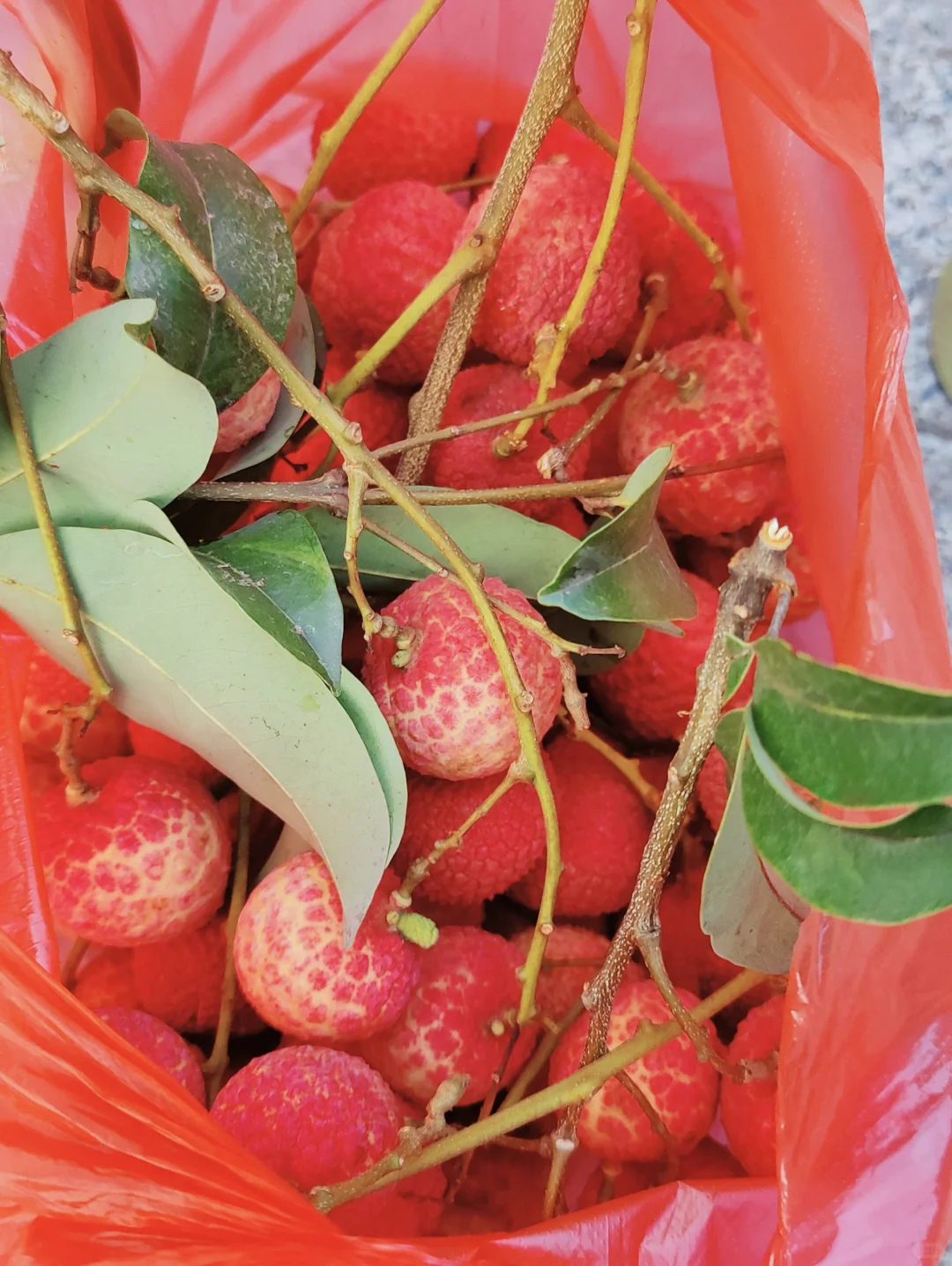 东莞横沥的宝藏荔枝园💗5元1斤！！！