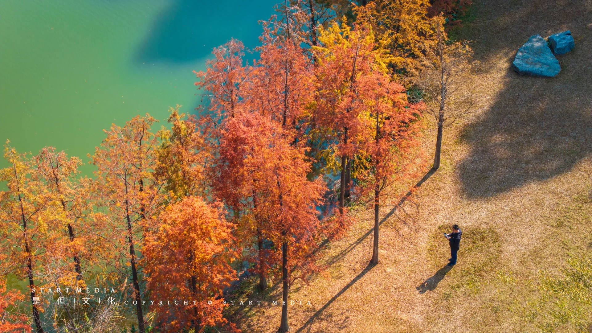 东莞香遇走廊公园的落羽杉