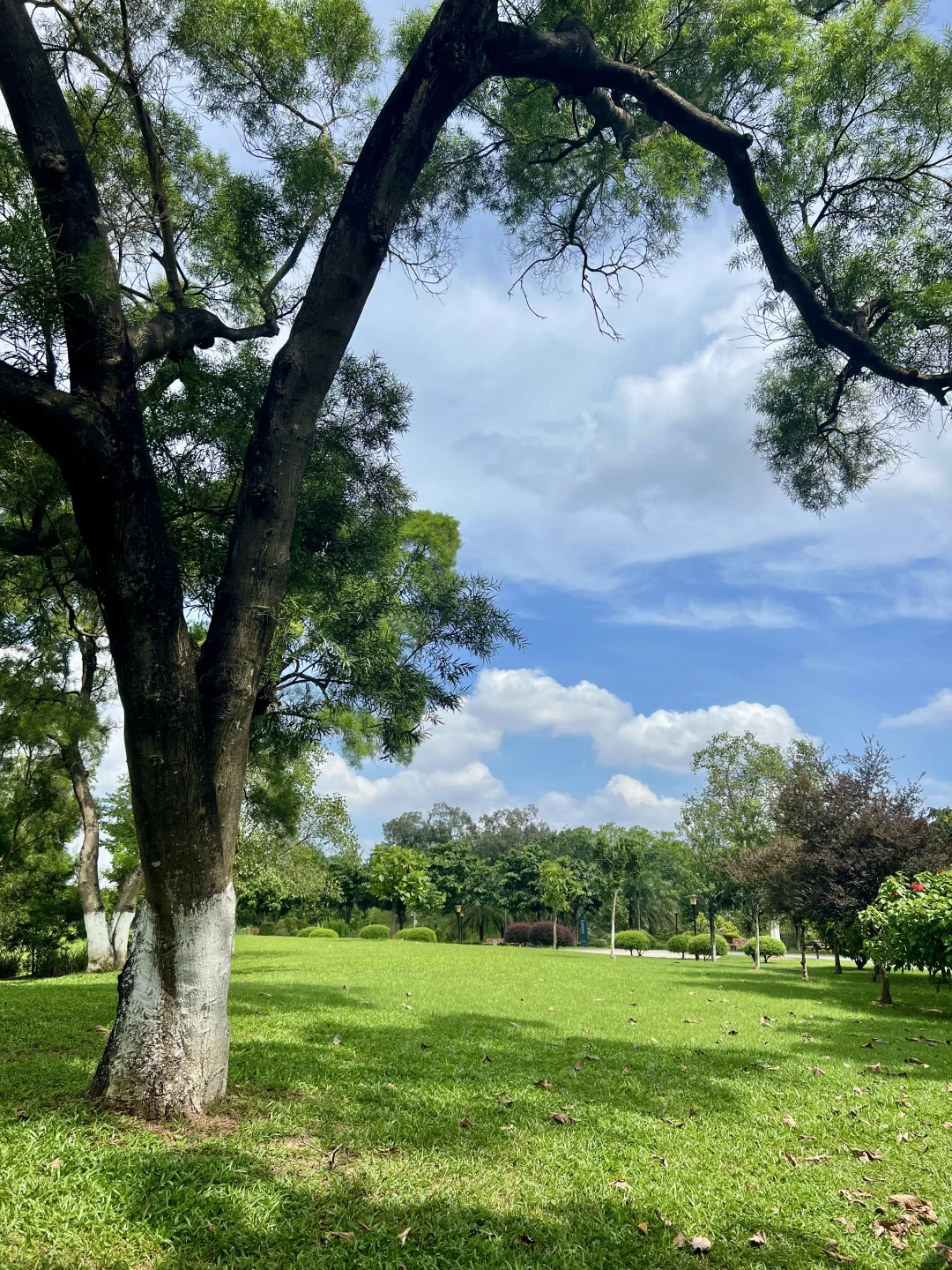 太治愈了！我在东莞找到了现实版绿野仙踪