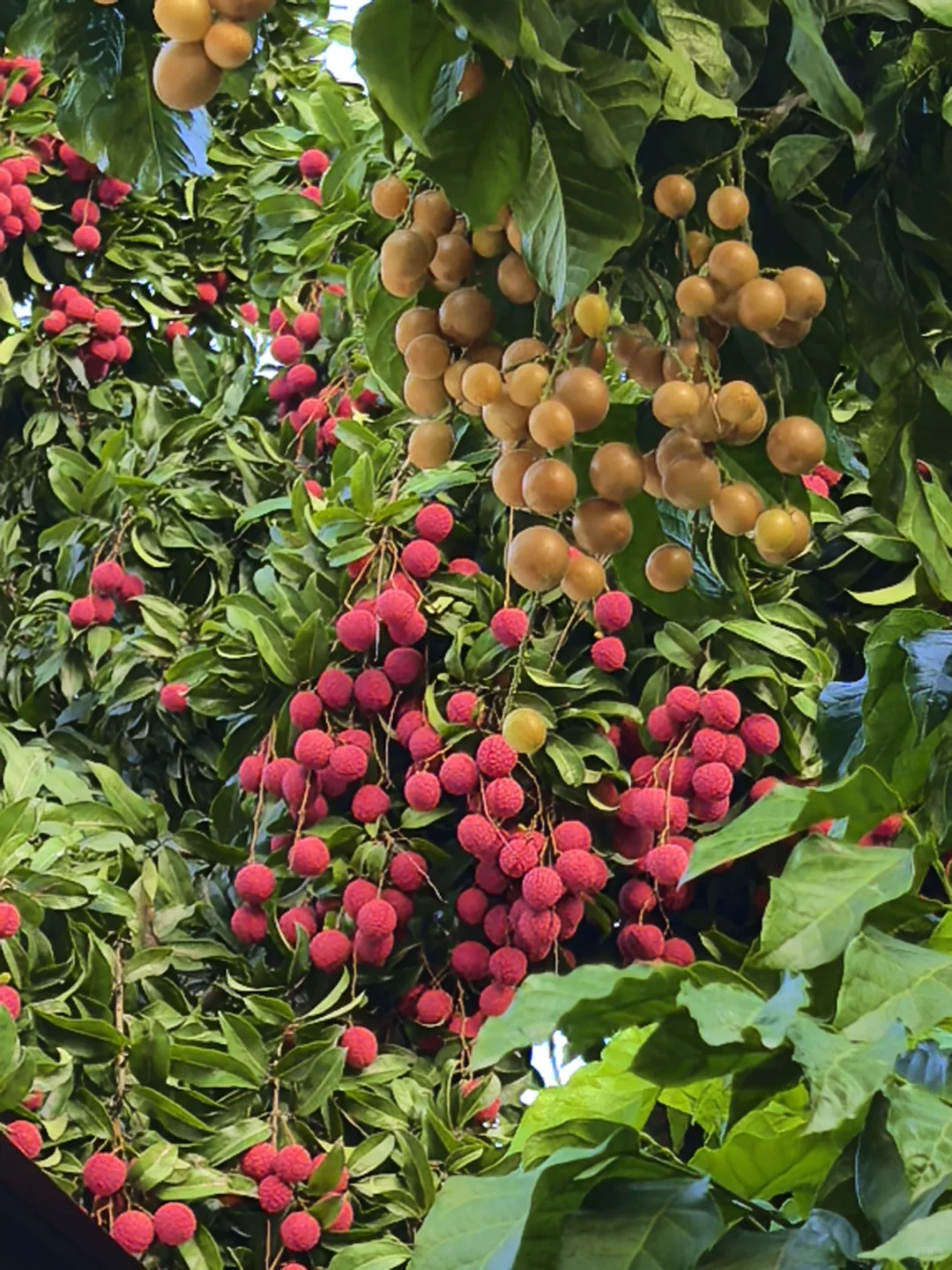 东莞横沥的宝藏荔枝园💗5元1斤！！！