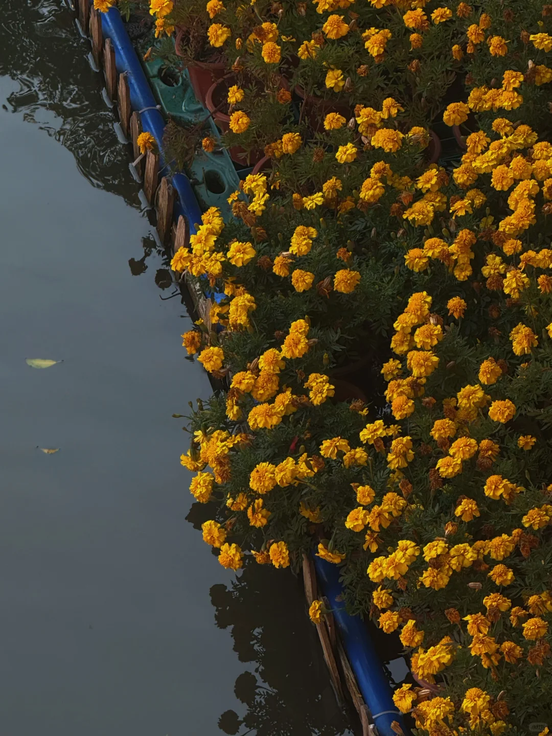 路过广州的冬天，繁花似锦