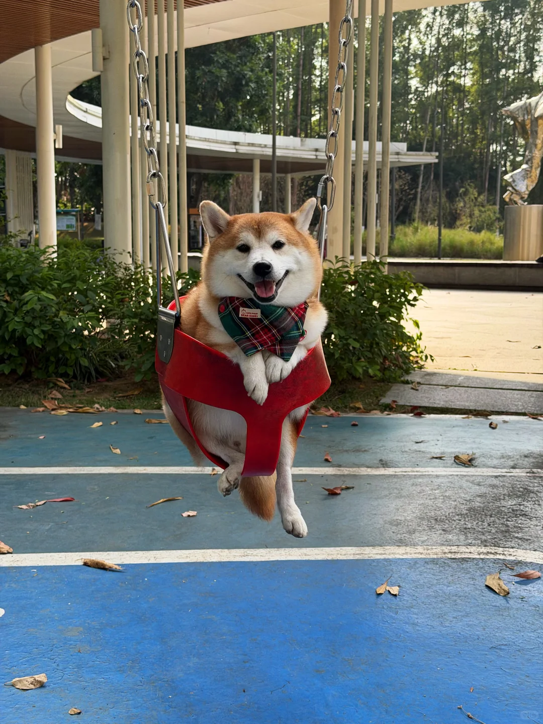 东莞落羽杉红了🍂