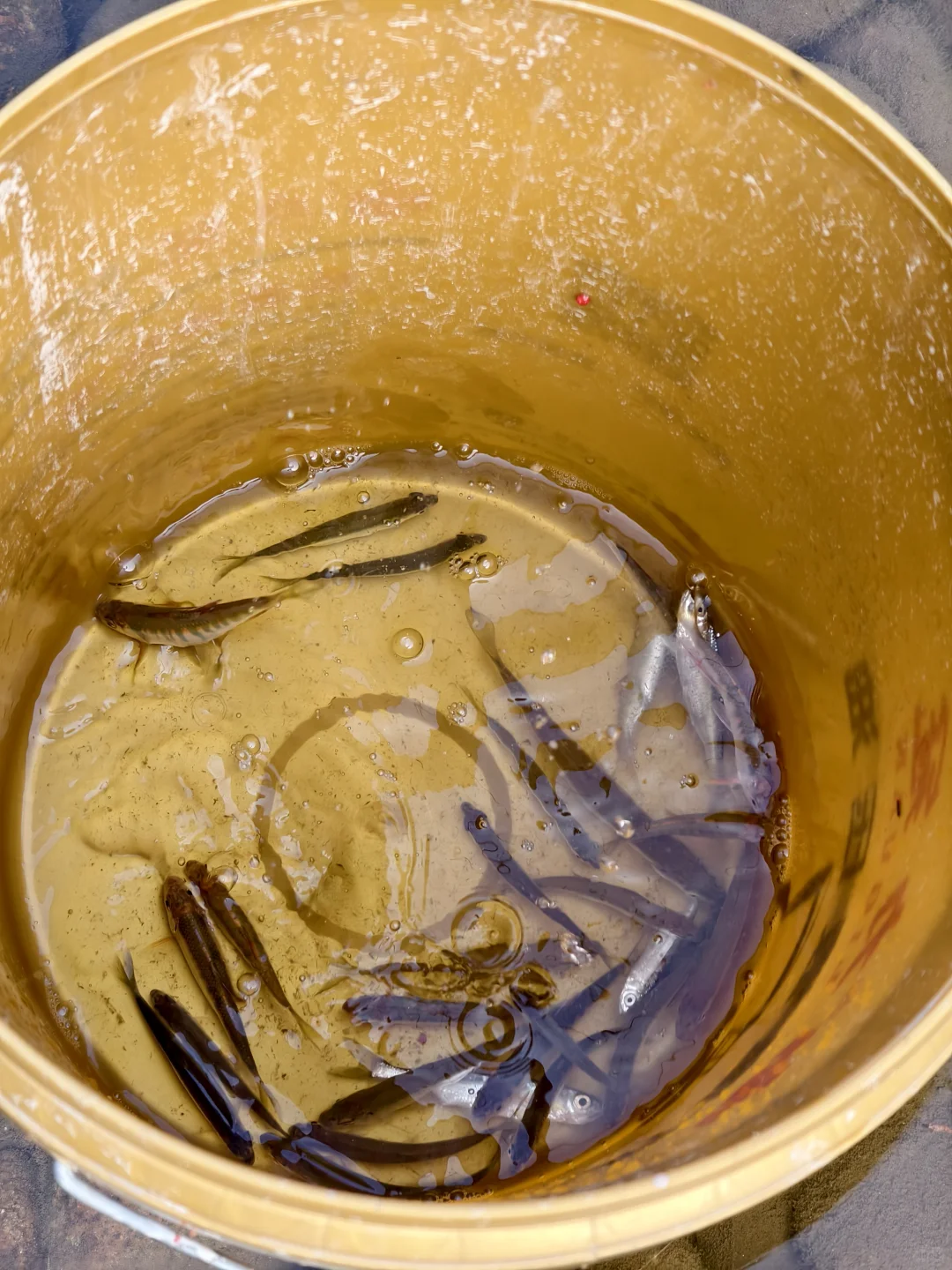 东莞附近超多鱼的山间小溪流在这