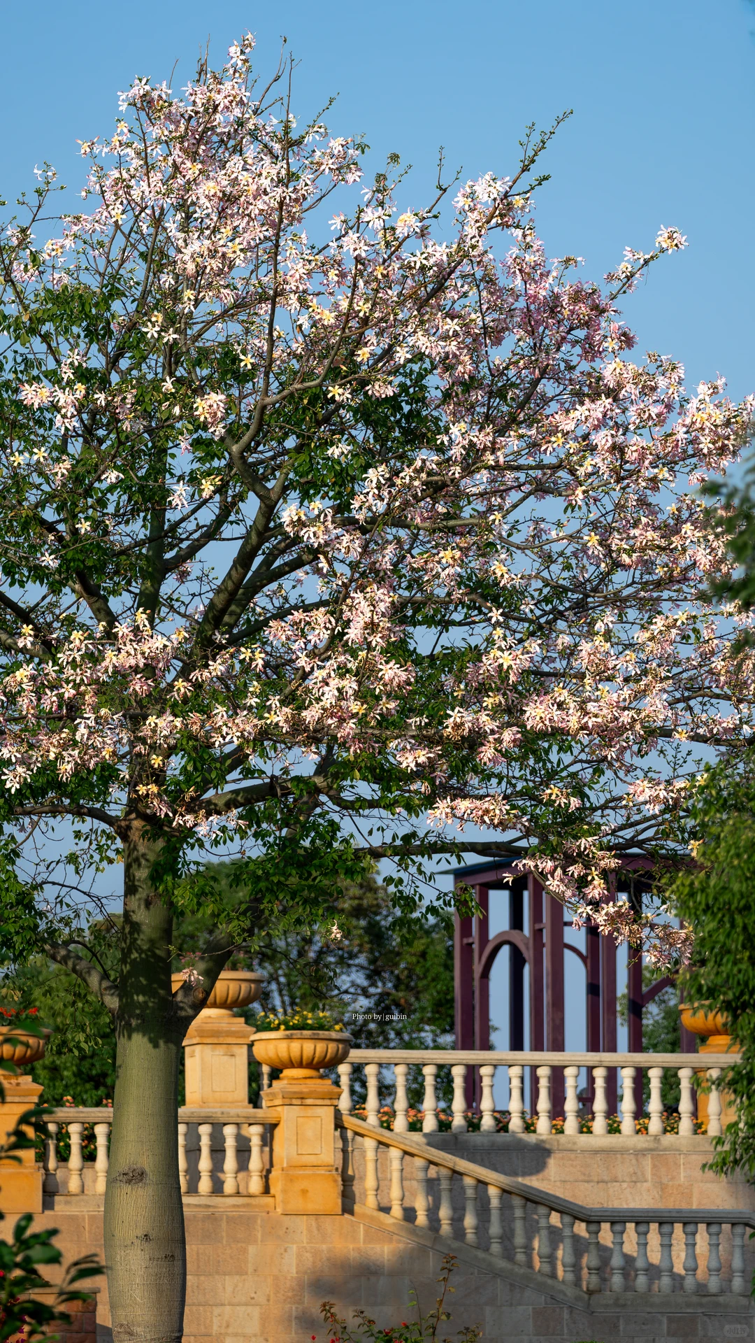 东莞植物园|再不来真的要等明年了