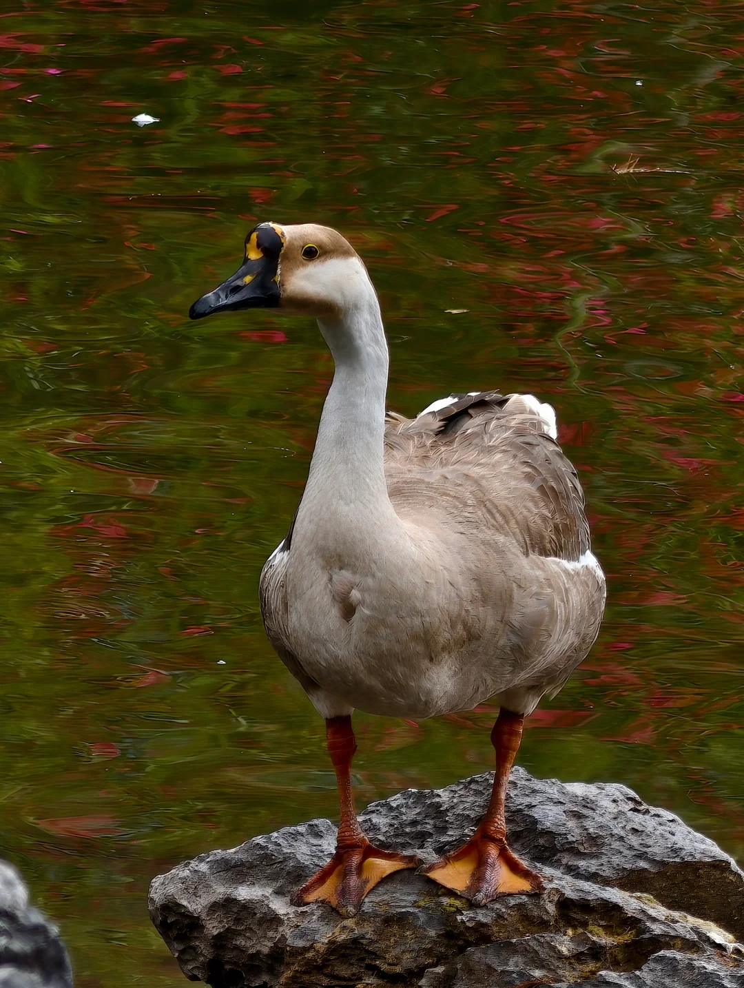 东莞莞城一日行Citywalk路线‼️不走回头路