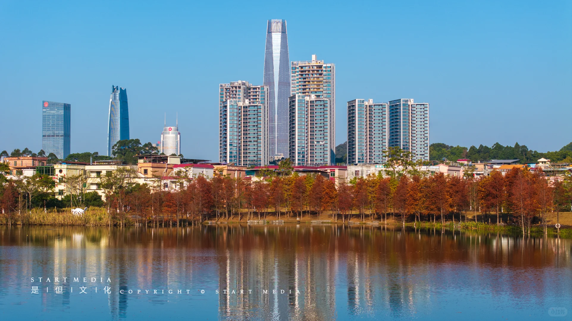 东莞香遇走廊公园的落羽杉